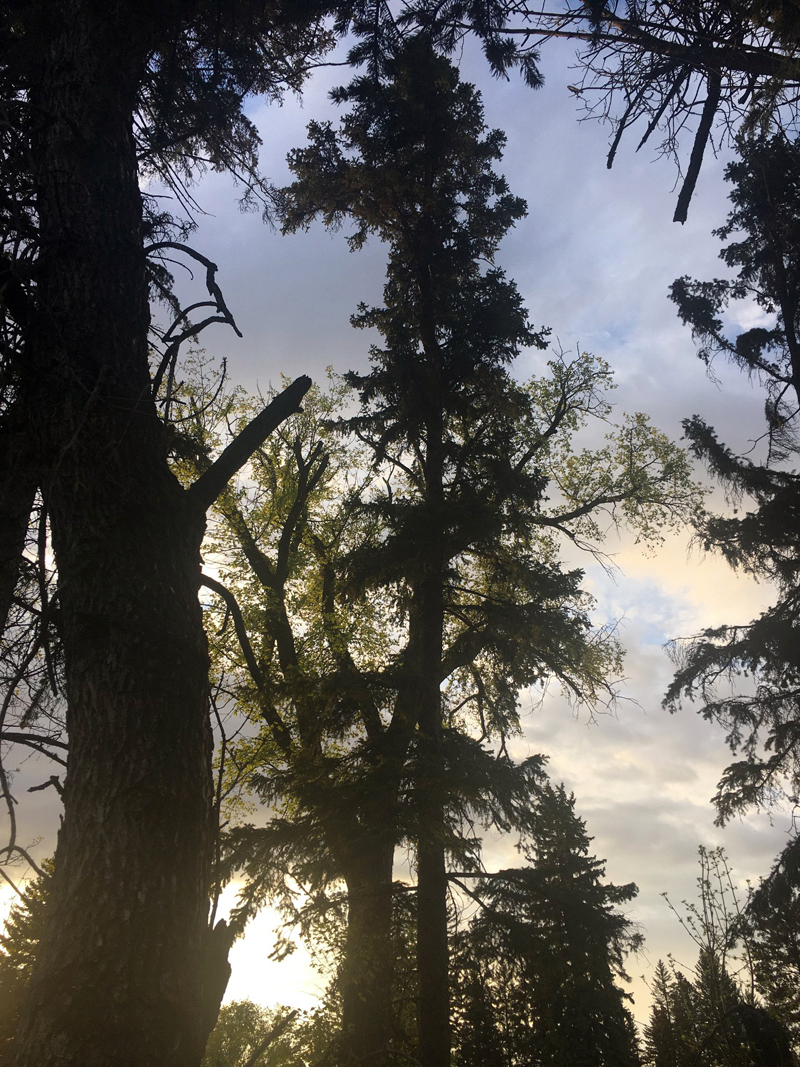 Spirituality and Trees