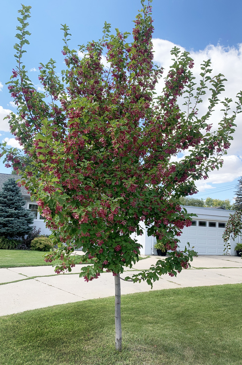 Amur Maple