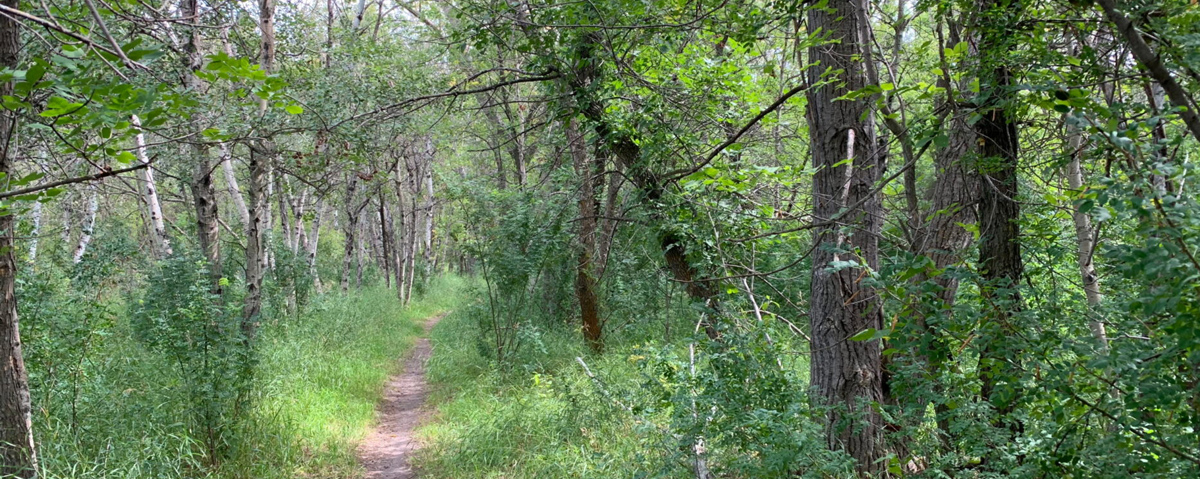 Richard St. Barbe Baker
Afforestation Area