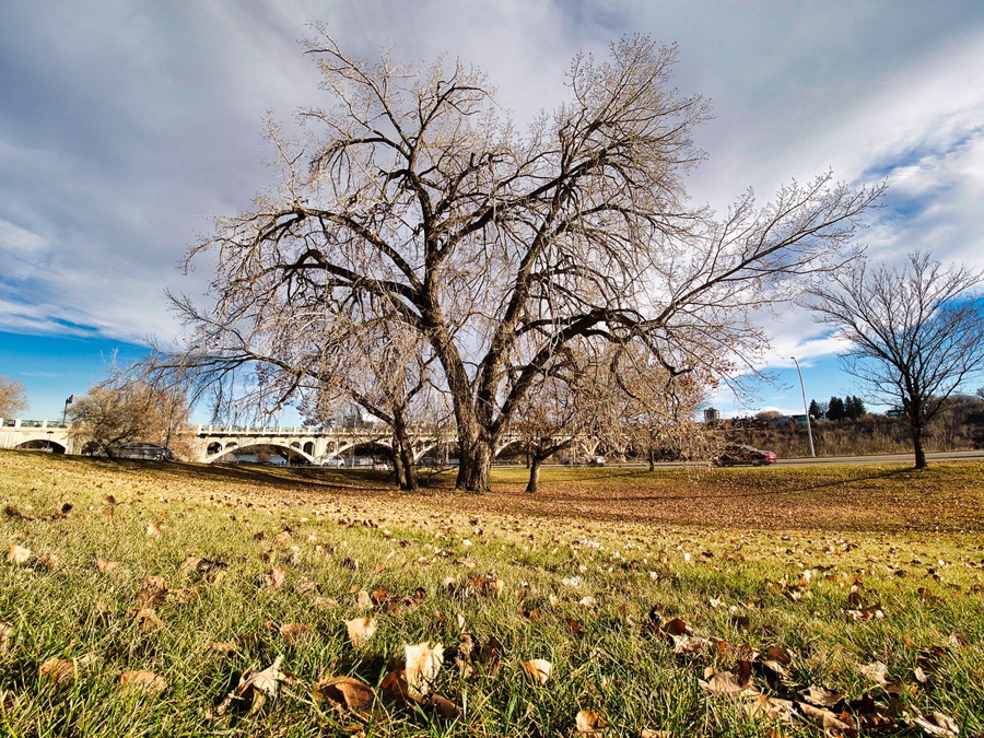 Cottonwood Tree