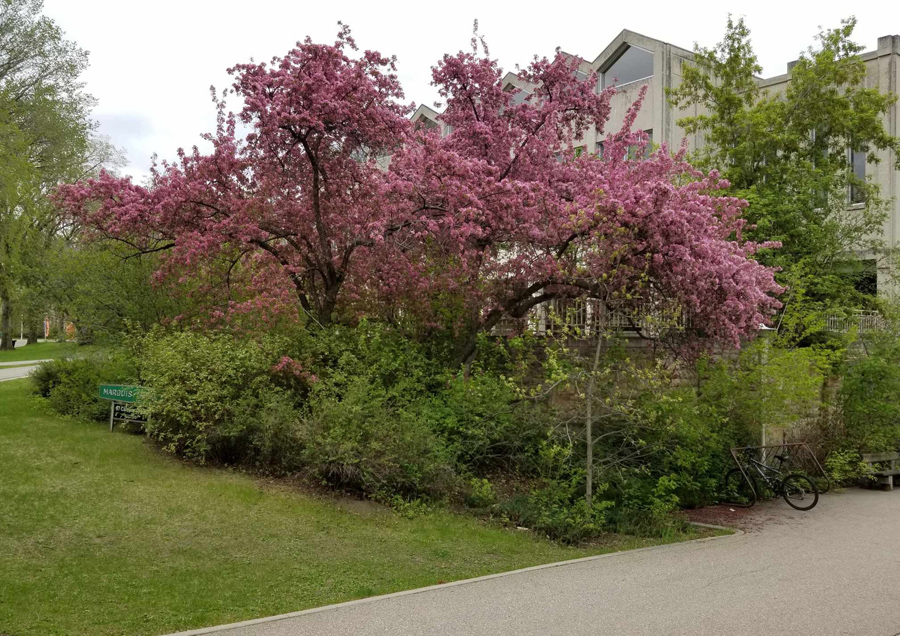 Flowering Tree