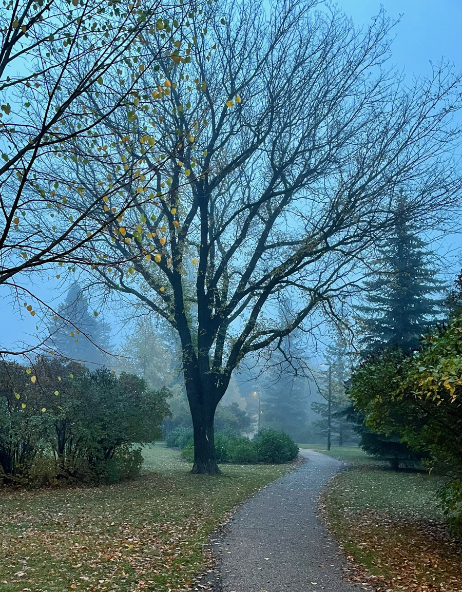 American Elm