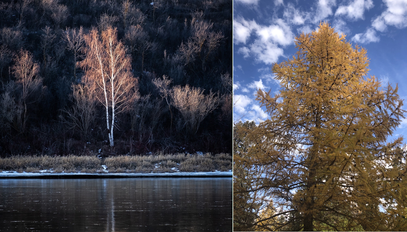 Twigs and Trees photo contest